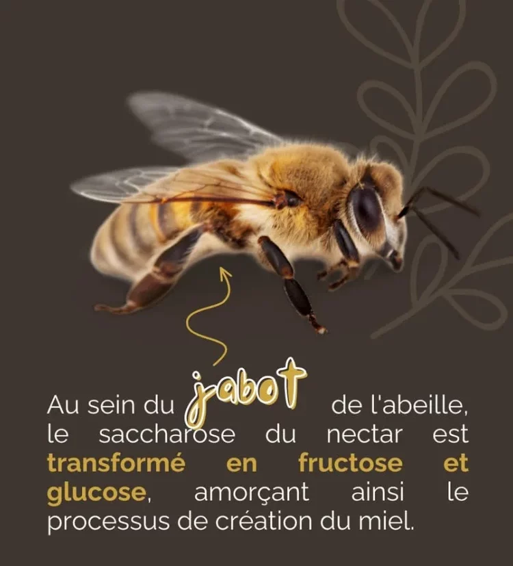 abeille bee maison