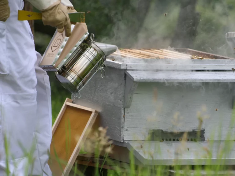 bee maison initiation apiculture 2