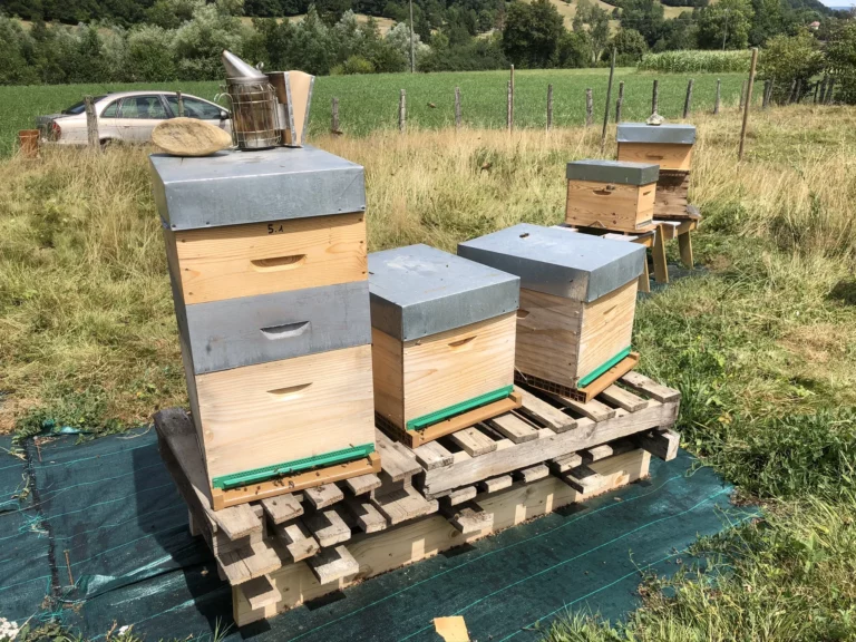 bee maison initiation apiculture 4