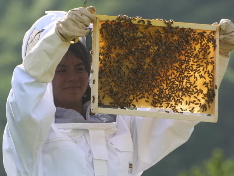 bee maison initiation apiculture 5