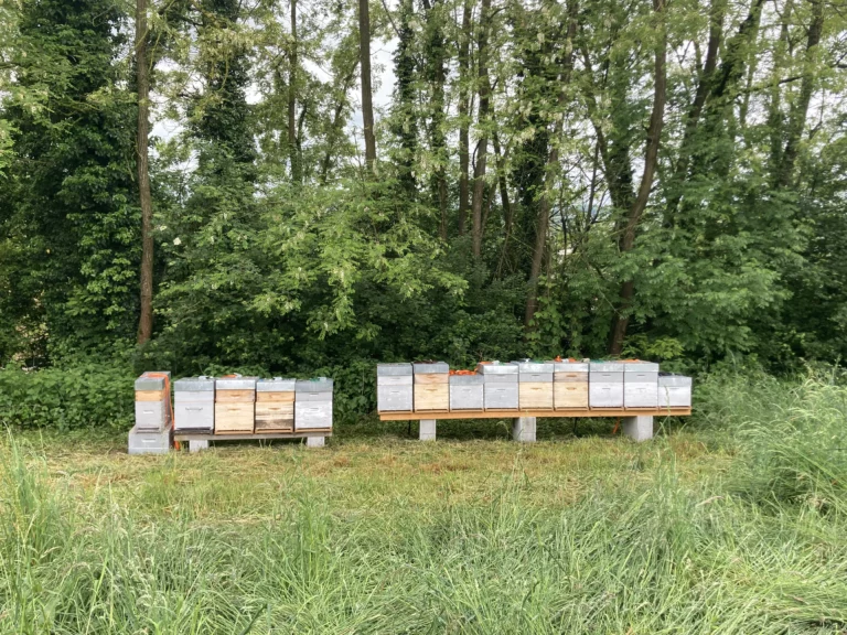 bee maison initiation apiculture 6