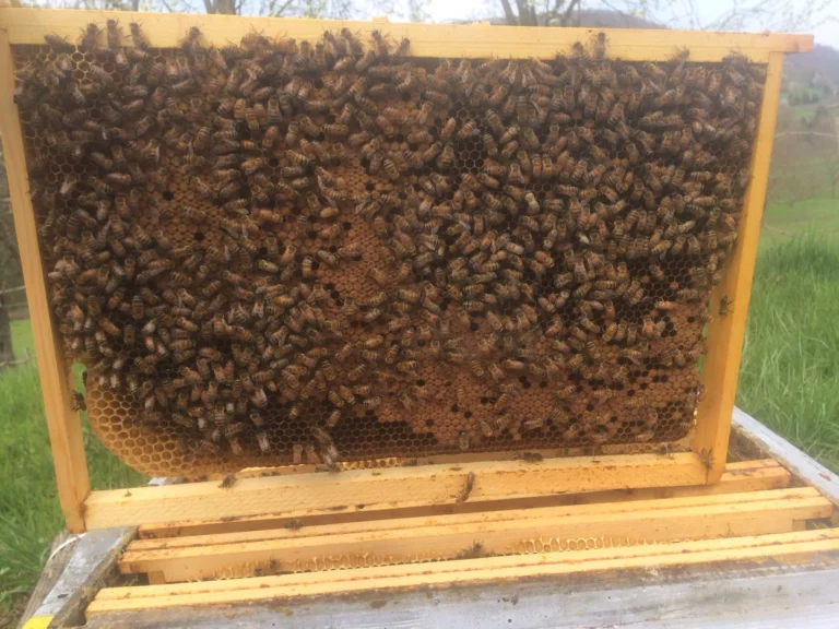 bee maison initiation apiculture 7
