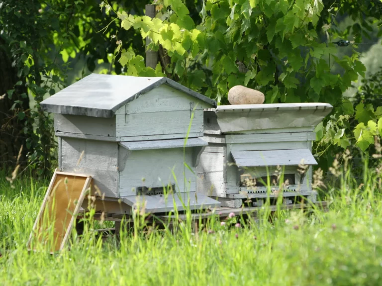 bee maison initiation apiculture 8
