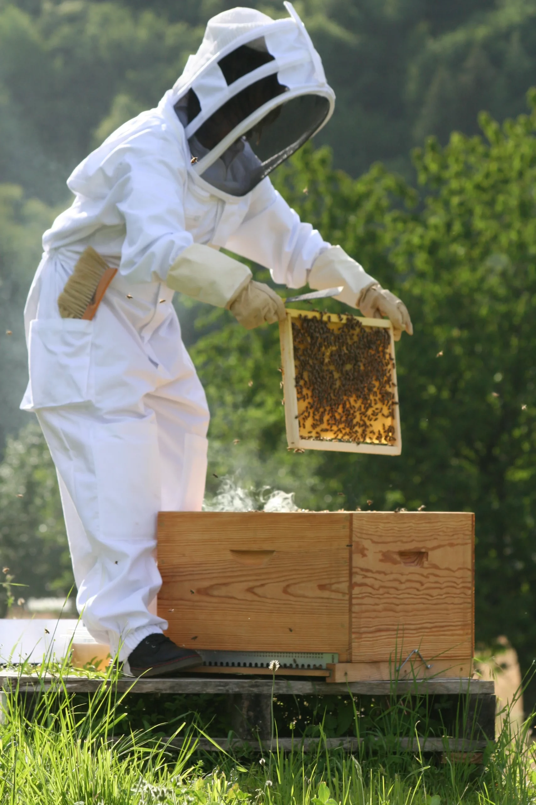 stage apiculture bee maison